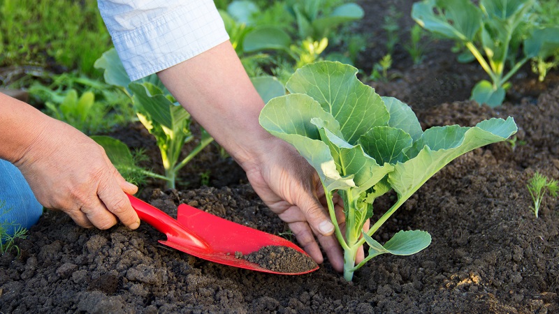 Umso besser ist es, den Kohl nach dem Einpflanzen in den Boden und im Herbst zu füttern