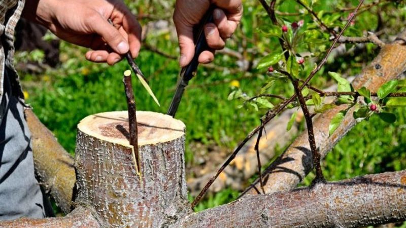 Schritt für Schritt eine Anleitung für Gärtneranfänger: Wie man im Frühling einen Apfelbaum pflanzt