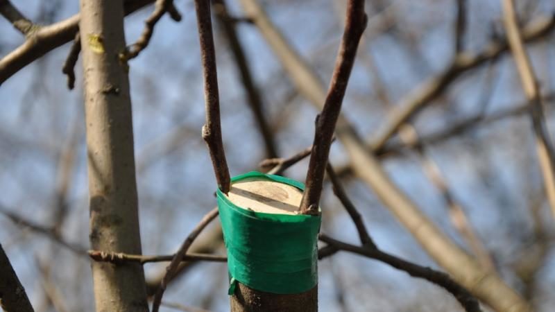 Schritt für Schritt eine Anleitung für Gärtneranfänger: Wie man im Frühling einen Apfelbaum pflanzt