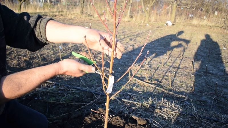 Wie man Pfirsiche im Frühling richtig beschneidet und warum es so wichtig ist