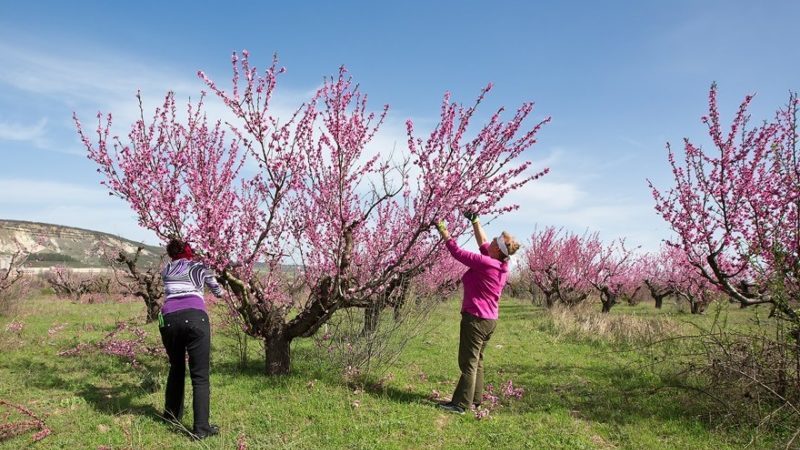 Wie man Pfirsiche im Frühling richtig beschneidet und warum es so wichtig ist