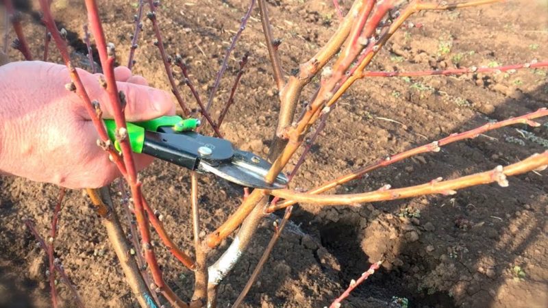 Wie man Pfirsiche im Frühling richtig beschneidet und warum es so wichtig ist