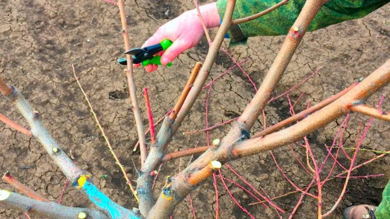 Wie man Pfirsiche im Frühling richtig beschneidet und warum es so wichtig ist