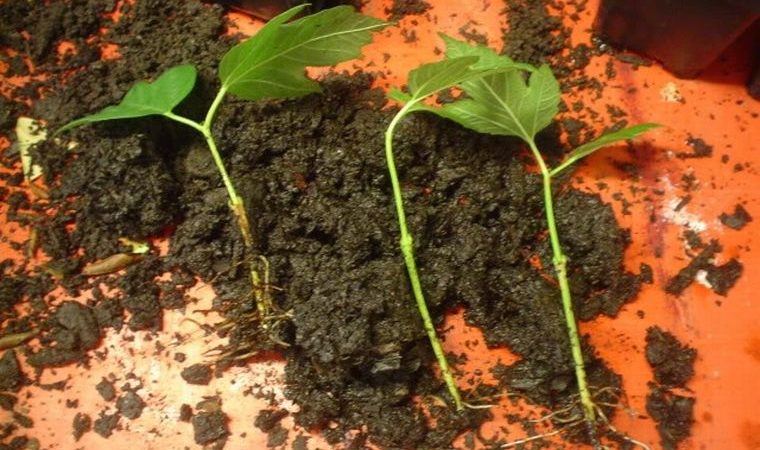 Ein klarer Leitfaden für die Zucht von Viburnum Buldenezh im Frühjahr durch Stecklinge