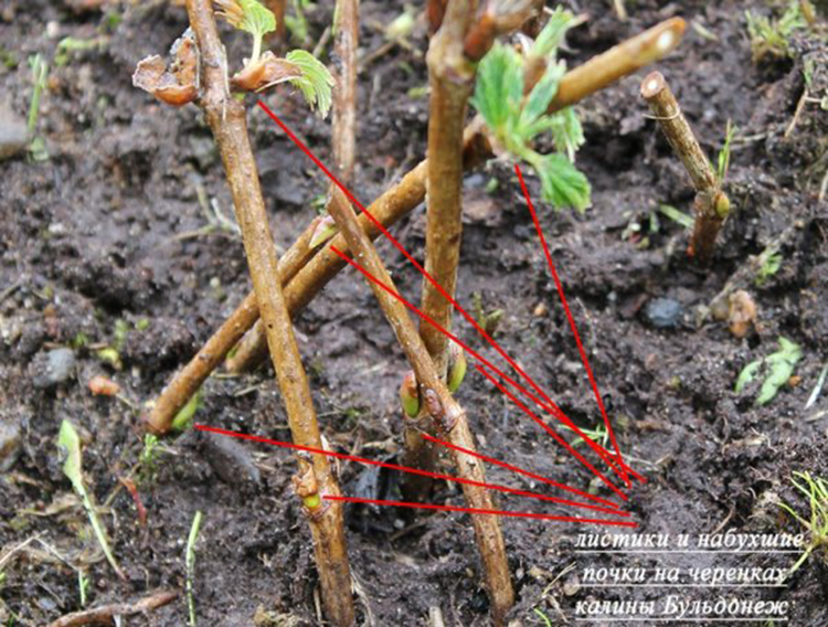 Ein klarer Leitfaden für die Zucht von Viburnum Buldenezh im Frühjahr durch Stecklinge