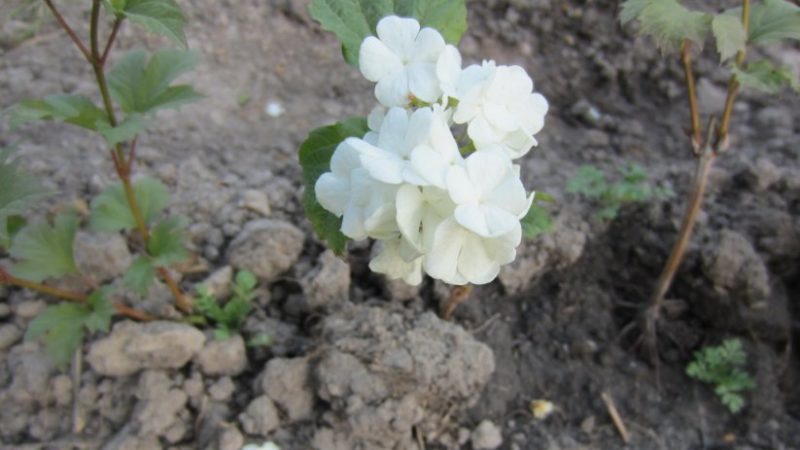 Ein klarer Leitfaden für die Zucht von Viburnum Buldenezh im Frühjahr durch Stecklinge