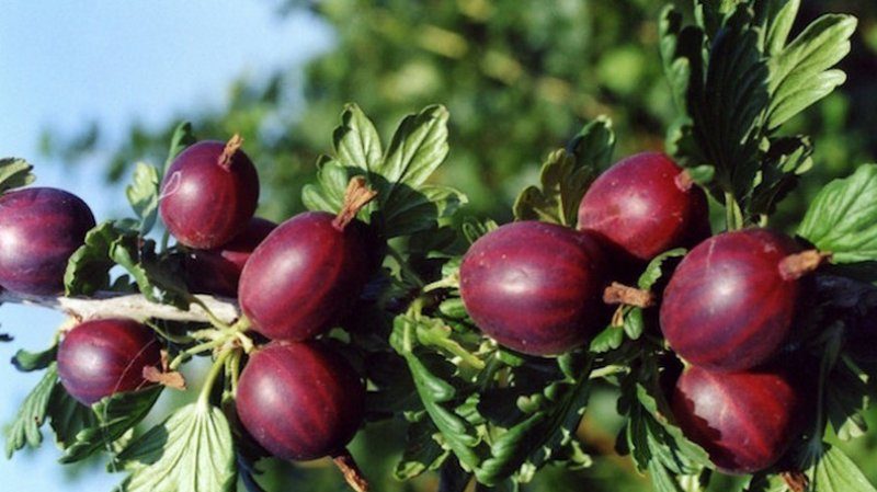 Sorten und Merkmale des Anbaus von Stachelbeeren ohne Dornen