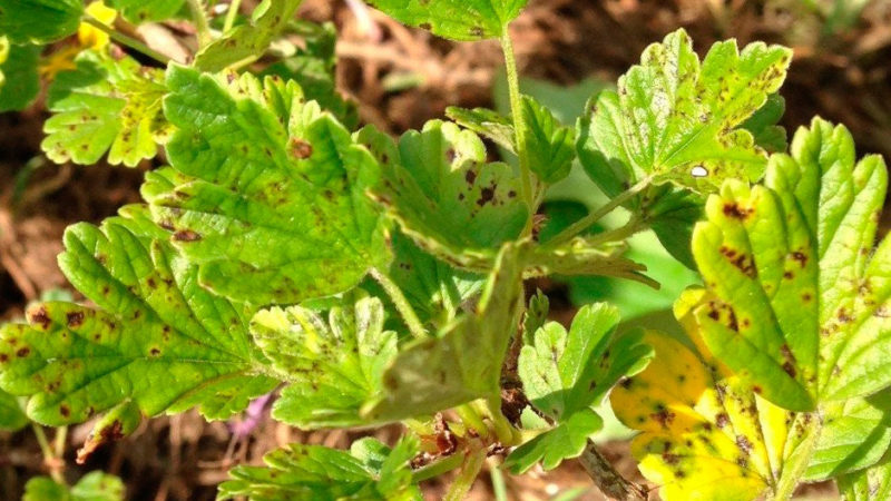 Was tun, wenn Stachelbeeren mit einer braunen Beschichtung bedeckt sind, wie die Ernte gerettet werden kann?