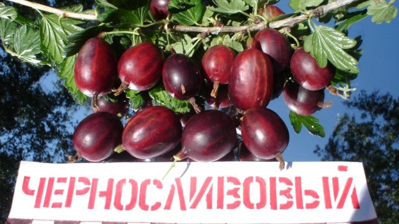 Sorten und Merkmale des Anbaus von Stachelbeeren ohne Dornen