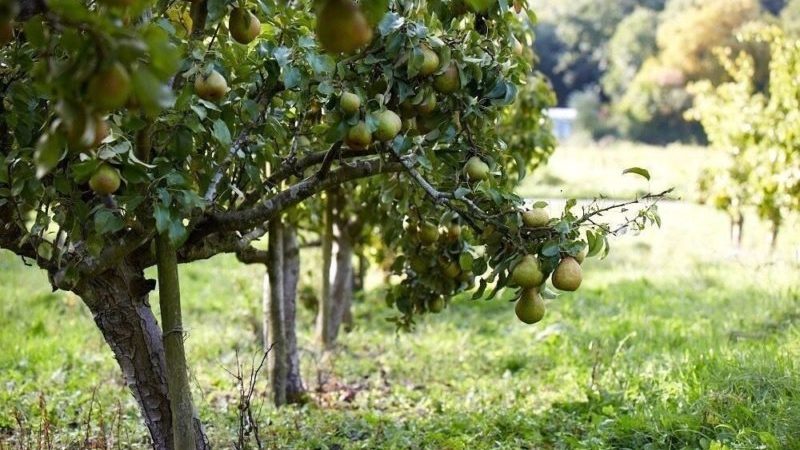 Die beste Zeit, um Obstbäume in der Region Moskau zu pflanzen: im Frühling oder Herbst zu pflanzen?