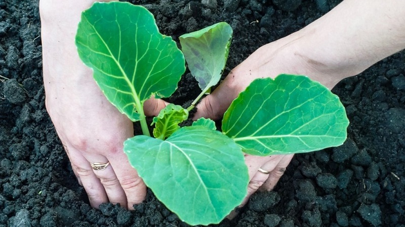 Mittlere Späthybride von Weißkohl Larsia f1