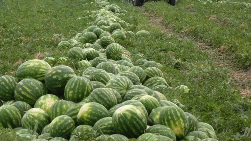 Schritt-für-Schritt-Anleitung zum Anbau von Wassermelonen für Anfänger