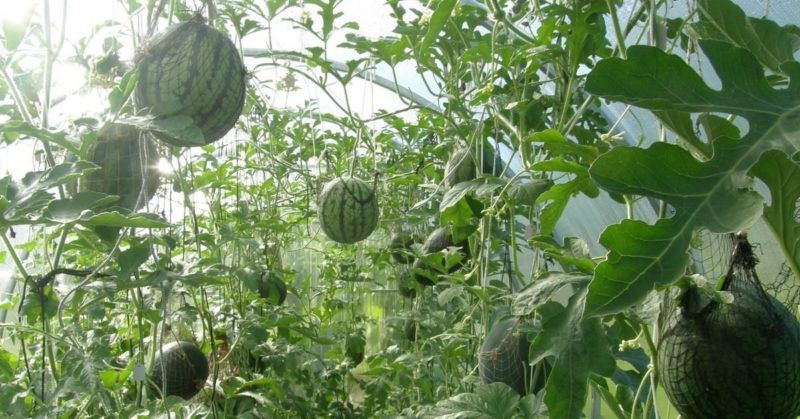 Schritt-für-Schritt-Anleitung zum Anbau von Wassermelonen für Anfänger