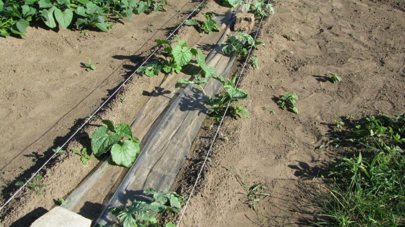 Schritt-für-Schritt-Anleitung zum Anbau von Wassermelonen für Anfänger