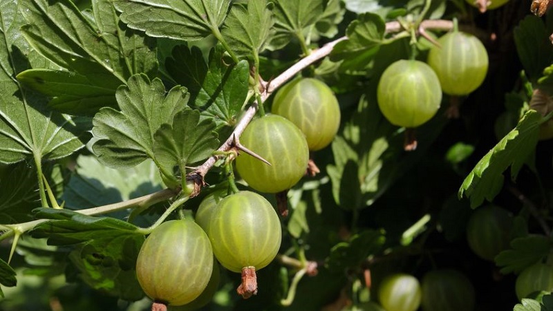 Was tun, wenn Stachelbeeren mit einer braunen Beschichtung bedeckt sind, wie die Ernte gerettet werden kann?