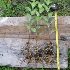 Schritt für Schritt eine Anleitung für Gärtneranfänger: Wie man im Frühling einen Apfelbaum pflanzt