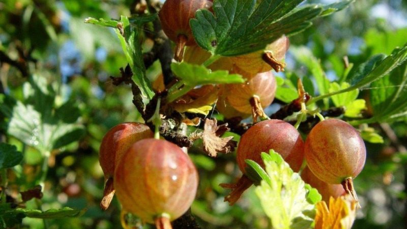 Sorten und Merkmale des Anbaus von Stachelbeeren ohne Dornen