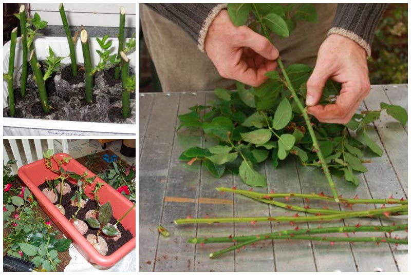 Einfache Möglichkeiten, Rosenstecklinge bis zum Frühjahr aufzubewahren und richtig zu pflanzen