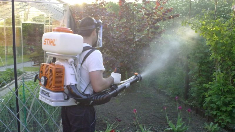 Sommertraubenpflege: unverzichtbare Weinbergarbeit und Beratung durch erfahrene Winzer