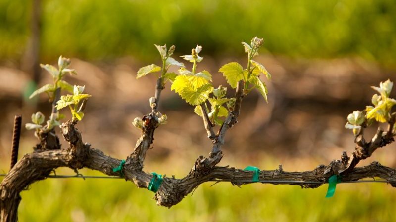 Sommertraubenpflege: unverzichtbare Weinbergarbeit und Beratung durch erfahrene Winzer