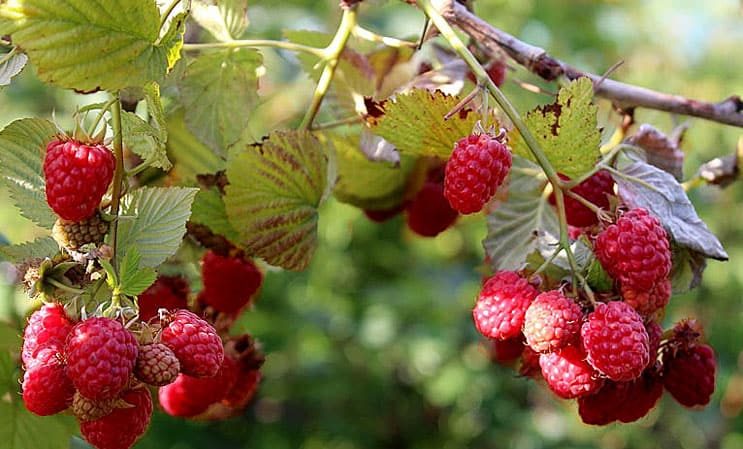 Sommer Himbeer Pflege Anweisungen für Anfänger und Ratschläge von erfahrenen Gärtnern