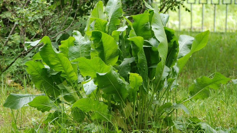 Die effektivsten Möglichkeiten, Meerrettich im Garten schnell und für immer loszuwerden