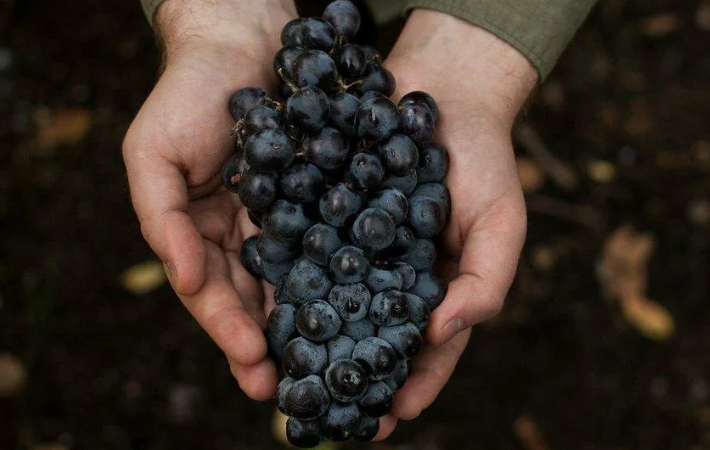 Sommertraubenpflege: unverzichtbare Weinbergarbeit und Beratung durch erfahrene Winzer