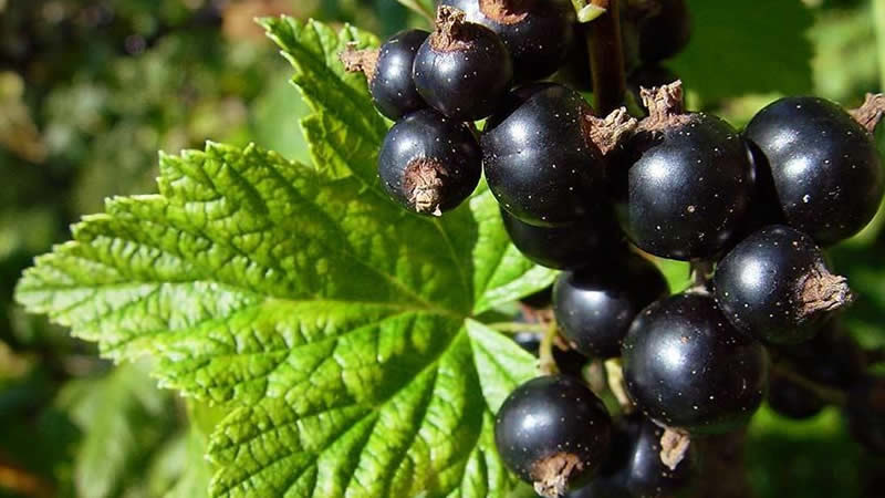 Wie und wie man Johannisbeeren nach der Ernte im Juli füttert