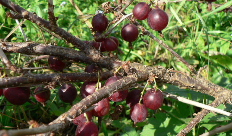 Unermüdliche Stachelbeersorte Pflaumen von russischen Züchtern