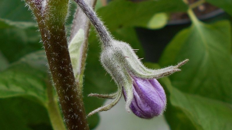 Was tun, wenn die Blüten der Aubergine im Gewächshaus fallen und warum passiert das?