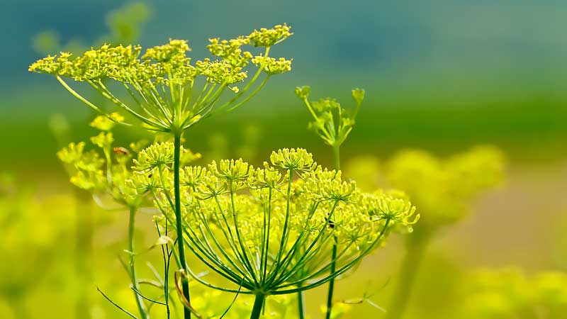 Wo kann man im Garten am besten Stachelbeeren pflanzen?