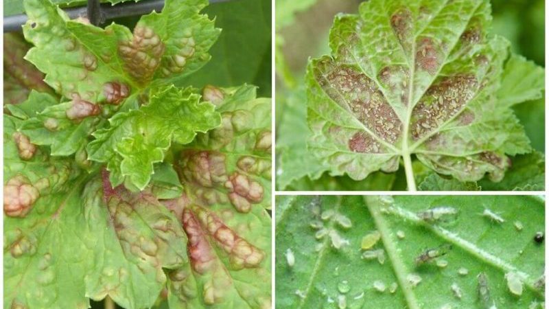 Warum Johannisbeeren blasse Blätter haben, was zu tun ist und wie man es repariert