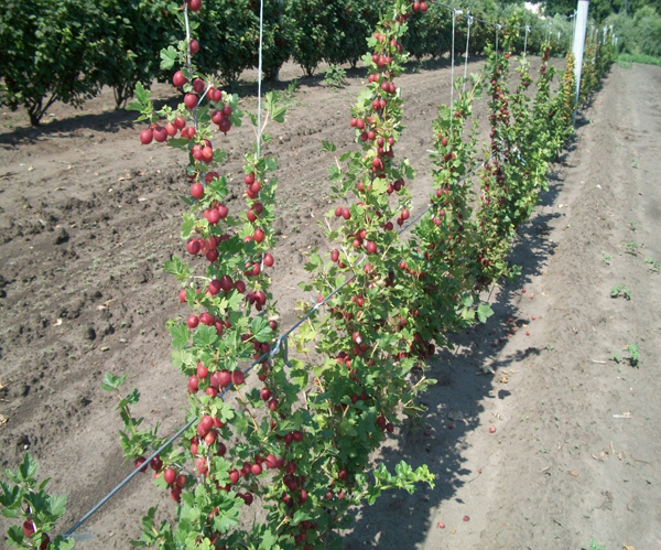 Wo kann man im Garten am besten Stachelbeeren pflanzen?