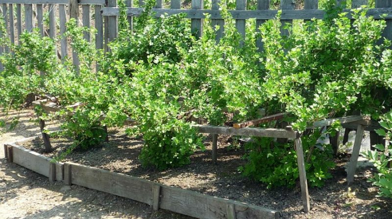 Wo kann man im Garten am besten Stachelbeeren pflanzen?