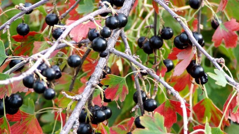 Warum ist schwarze Johannisbeere schwarz