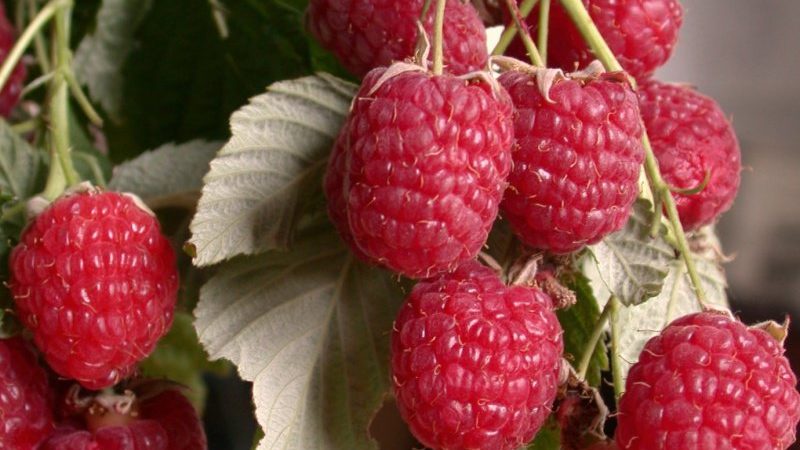 Stachelbeerkompatibilität mit Johannisbeeren und anderen Pflanzen im Garten