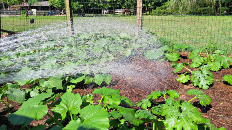 Wie oft Wassermelonen und Melonen im Gewächshaus und auf offenem Feld gießen