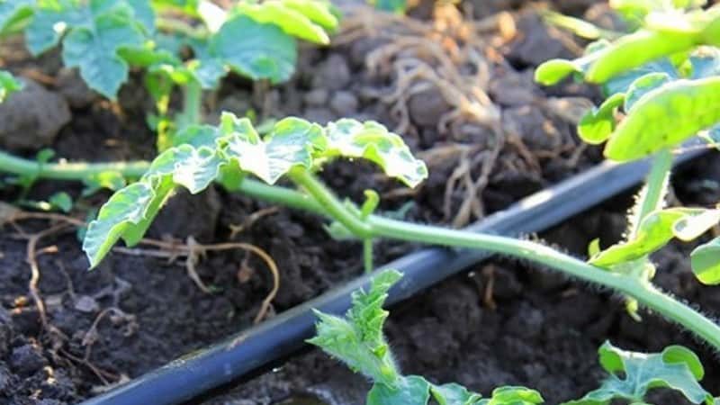 Wie oft Wassermelonen und Melonen im Gewächshaus und auf offenem Feld gießen