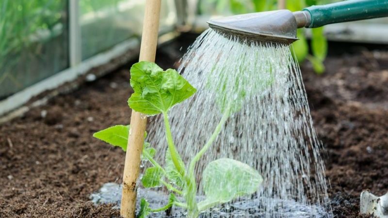 Wie oft Wassermelonen und Melonen im Gewächshaus und auf offenem Feld gießen