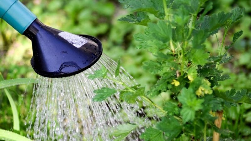 Wie reichlich und wie oft werden im Sommer Stachelbeeren und Johannisbeeren gegossen