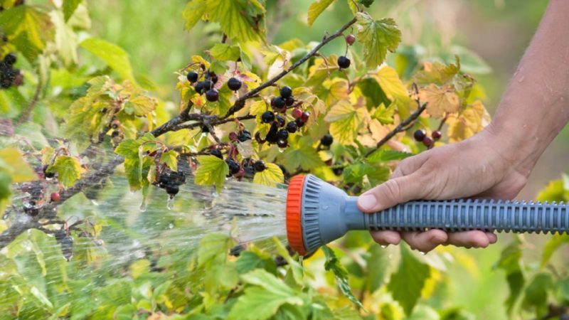 Wie reichlich und wie oft werden im Sommer Stachelbeeren und Johannisbeeren gegossen