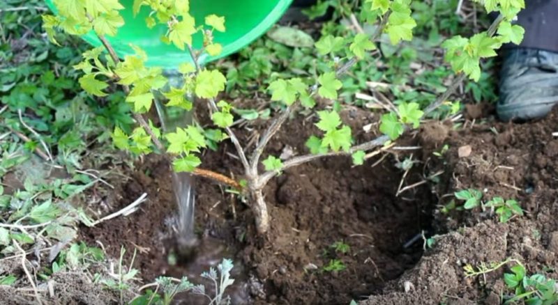 Wie reichlich und wie oft werden im Sommer Stachelbeeren und Johannisbeeren gegossen