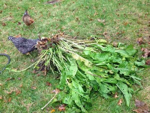 Die effektivsten Möglichkeiten, Meerrettich im Garten schnell und für immer loszuwerden