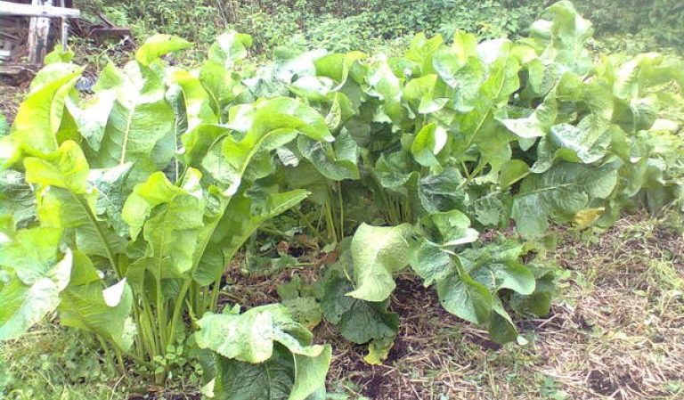 Die effektivsten Möglichkeiten, Meerrettich im Garten schnell und für immer loszuwerden