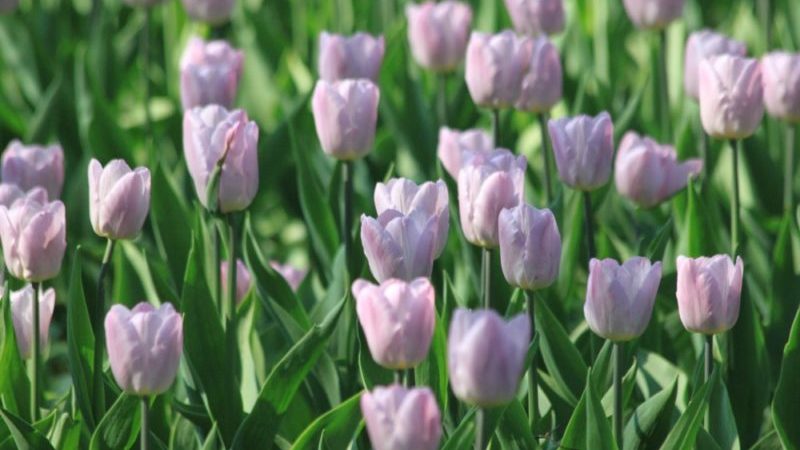 Ein Leitfaden für Anfänger zum Pflanzen von Tulpen im August