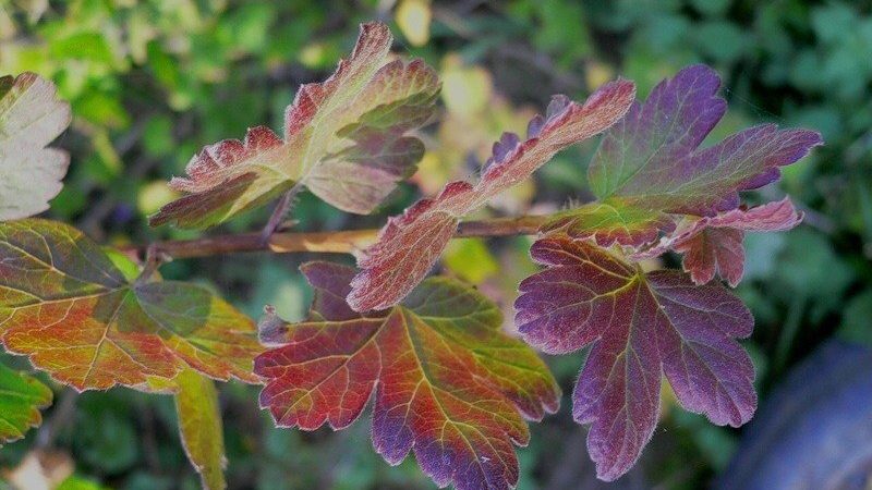 Warum erscheinen rote Flecken auf Stachelbeerblättern und wie geht man damit um?