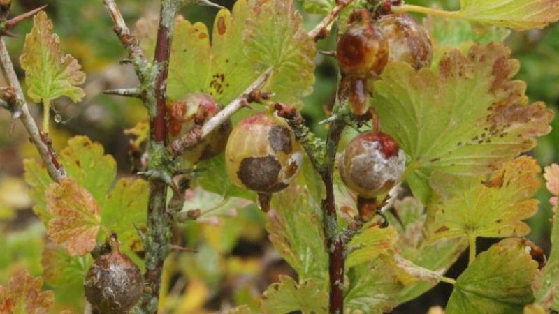 Warum erscheinen rote Flecken auf Stachelbeerblättern und wie geht man damit um?