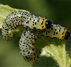 Wie, wann und wie werden Stachelbeeren von Raupen verarbeitet, wenn bereits Beeren vorhanden sind