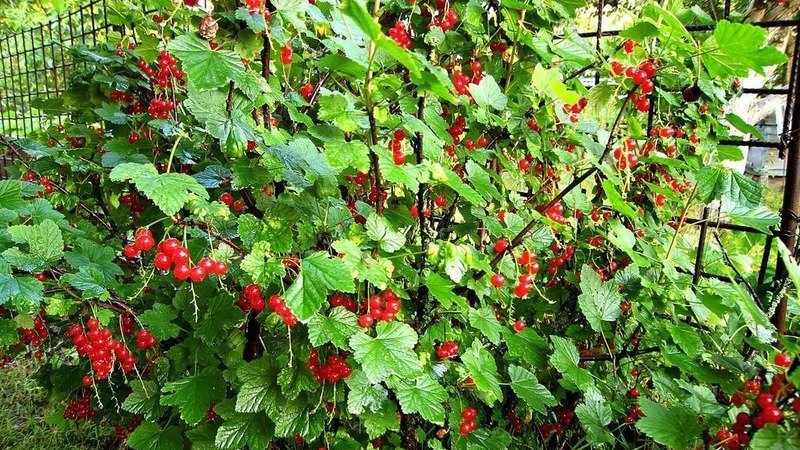 Warum Johannisbeeren blasse Blätter haben, was zu tun ist und wie man es repariert