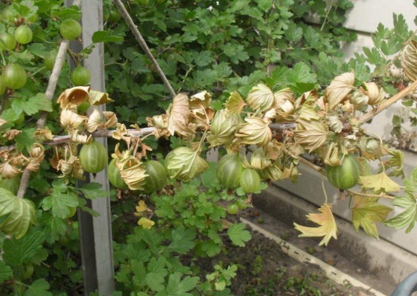 Warum Stachelbeeren im Sommer gelb und trocken werden und was damit zu tun ist